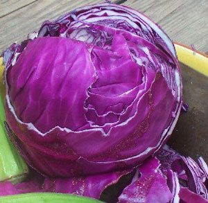 My Storage - Red Acre Cabbage for Fall